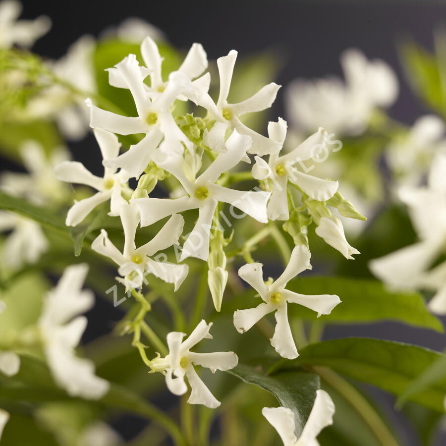 Jasmínovník vonný - Trachelospermum jasminoides
