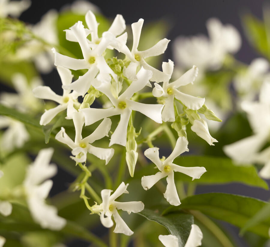 Jasmínovník vonný - Trachelospermum jasminoides