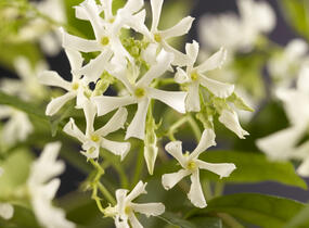 Jasmínovník vonný - Trachelospermum jasminoides