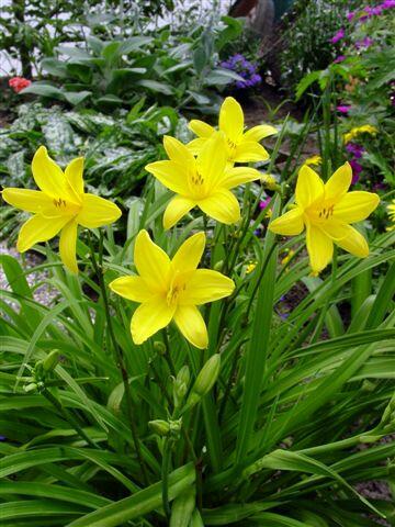 Denivka žlutá - Hemerocallis lilioasphodelus