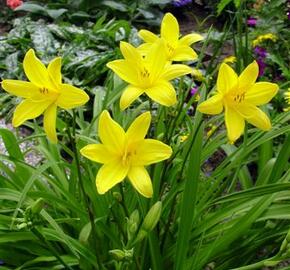 Denivka žlutá - Hemerocallis lilioasphodelus