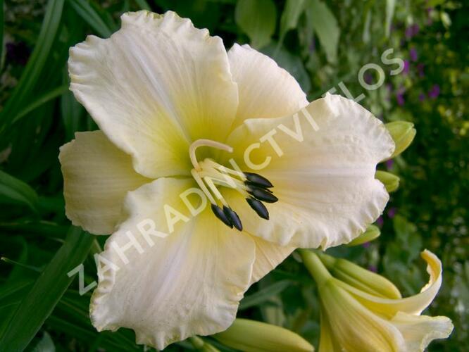 Denivka 'Arctic Snow' - Hemerocallis 'Arctic Snow'