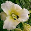 Denivka 'Arctic Snow' - Hemerocallis 'Arctic Snow'