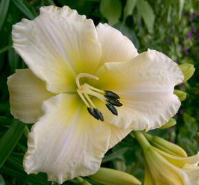 Denivka 'Arctic Snow' - Hemerocallis 'Arctic Snow'