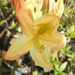 Azalka 'Harvest Moon' - Azalea (KH) 'Harvest Moon'