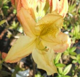 Azalka 'Harvest Moon' - Azalea (KH) 'Harvest Moon'