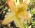 Azalka 'Harvest Moon'
