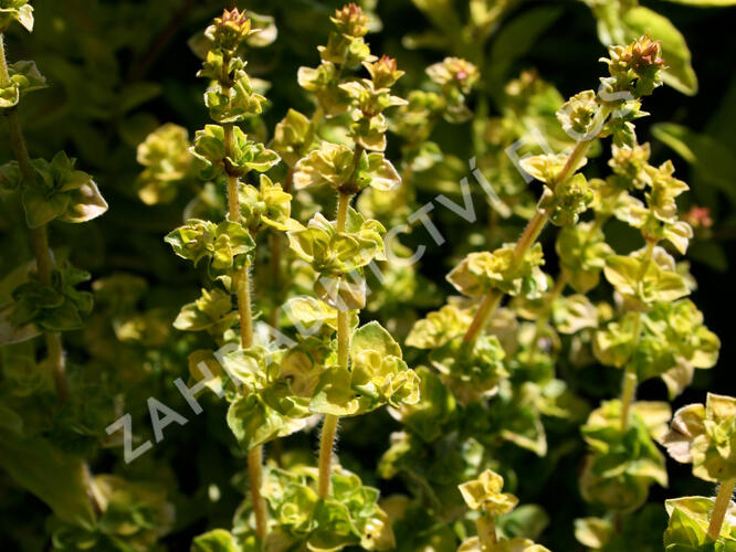 Oregano obecné, dobromysl 'Aureum' - Origanum vulgare 'Aureum'