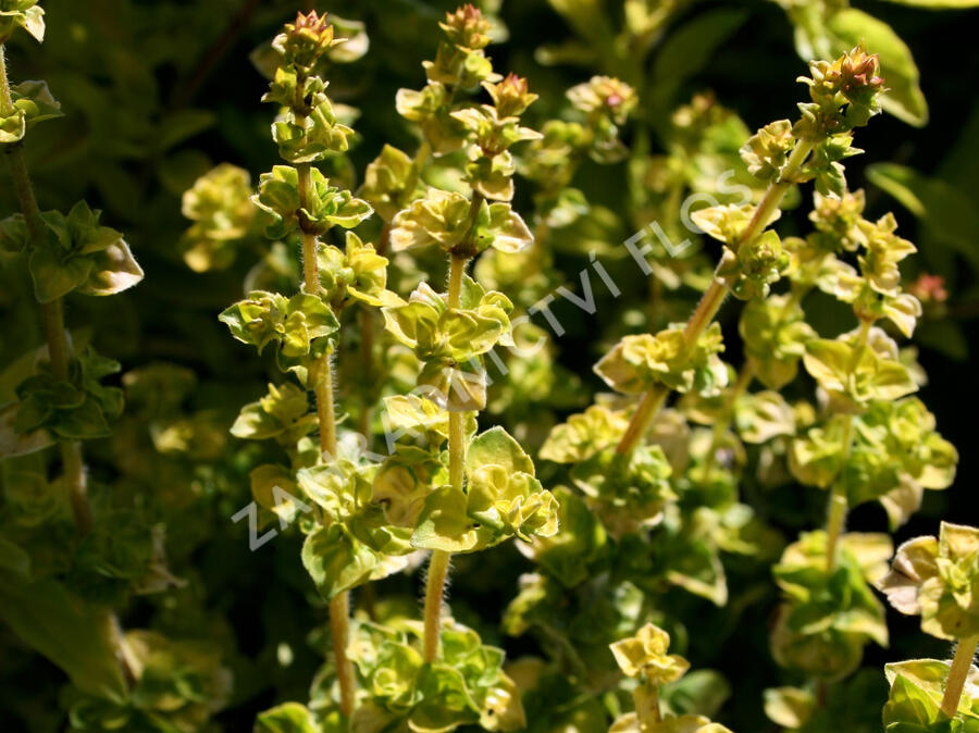 Oregano obecné, dobromysl 'Aureum' - Origanum vulgare 'Aureum'