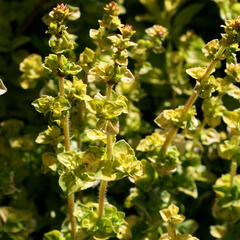 Oregano obecné, dobromysl 'Aureum' - Origanum vulgare 'Aureum'