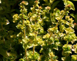 Oregano obecné, dobromysl 'Aureum'