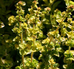 Oregano obecné, dobromysl 'Aureum'