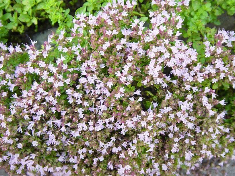 Oregano obecné, dobromysl 'Aureum' - Origanum vulgare 'Aureum'