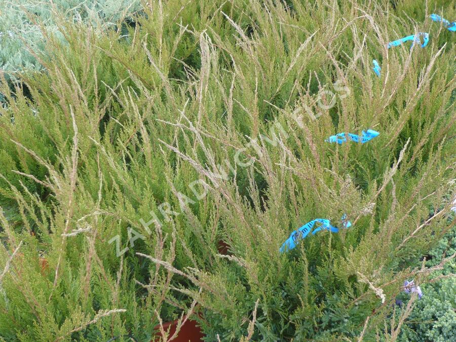 Jalovec prostřední 'Mint Julep' - Juniperus media 'Mint Julep'