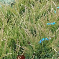 Jalovec prostřední 'Mint Julep' - Juniperus media 'Mint Julep'