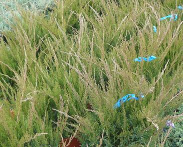 Jalovec prostřední 'Mint Julep'