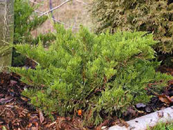 Jalovec prostřední 'Mint Julep' - Juniperus media 'Mint Julep'