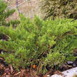 Jalovec prostřední 'Mint Julep' - Juniperus media 'Mint Julep'