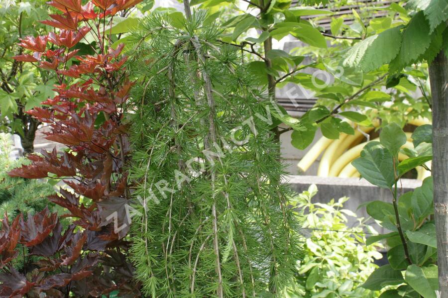 Modřín opadavý 'Pendula' - Larix decidua 'Pendula'