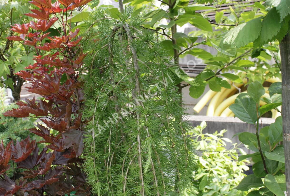 Modřín opadavý 'Pendula' - Larix decidua 'Pendula'