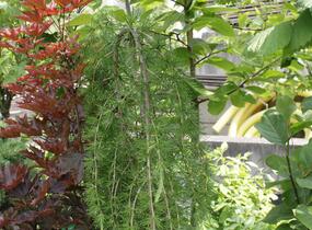 Modřín opadavý 'Pendula' - Larix decidua 'Pendula'