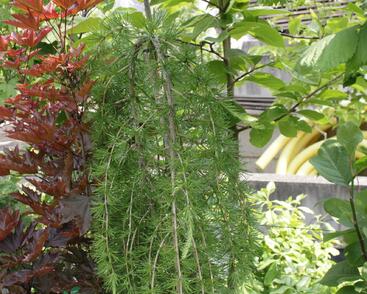 Modřín opadavý 'Pendula'