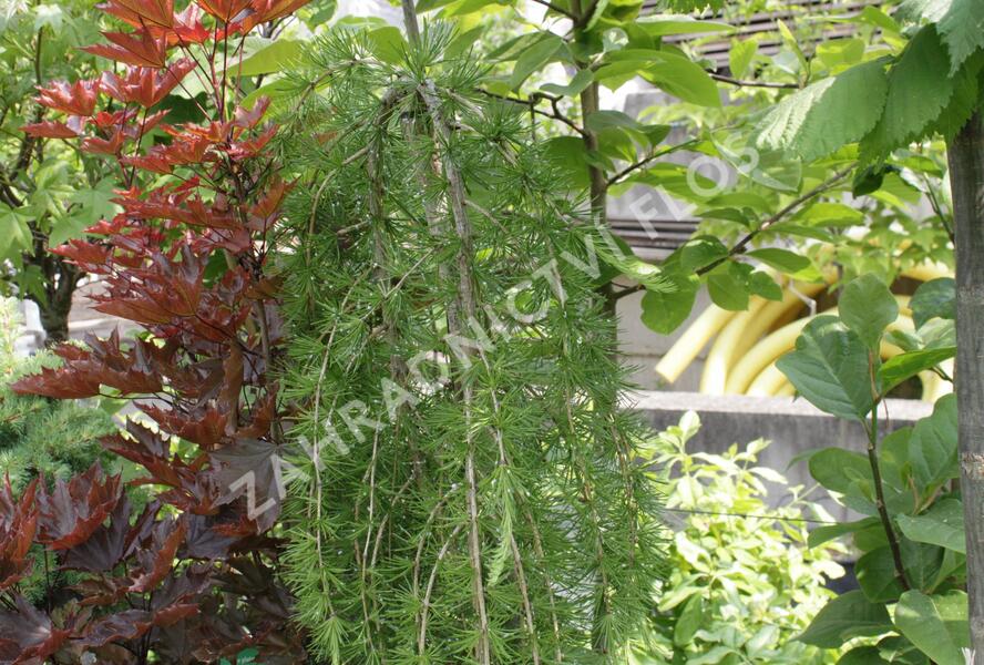Modřín opadavý 'Pendula' - Larix decidua 'Pendula'