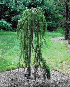 Modřín opadavý 'Pendula' - Larix decidua 'Pendula'