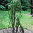 Modřín opadavý 'Pendula' - Larix decidua 'Pendula'