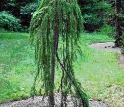 Modřín opadavý 'Pendula' - Larix decidua 'Pendula'