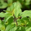 Šalvěj ananasová 'Ananassalbei' - Salvia rutilans 'Ananassalbei'