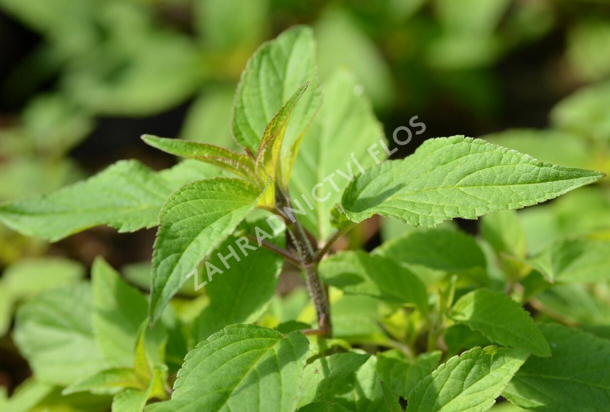 Šalvěj ananasová 'Ananassalbei' - Salvia rutilans 'Ananassalbei'