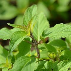Šalvěj ananasová 'Ananassalbei' - Salvia rutilans 'Ananassalbei'