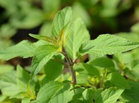Šalvěj ananasová 'Ananassalbei' - Salvia rutilans 'Ananassalbei'