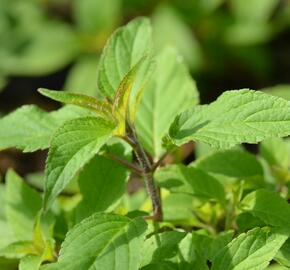 Šalvěj ananasová 'Ananassalbei' - Salvia rutilans 'Ananassalbei'