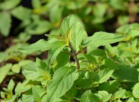 Šalvěj ananasová 'Ananassalbei' - Salvia rutilans 'Ananassalbei'