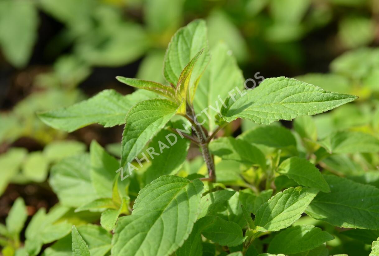 Šalvěj ananasová 'Ananassalbei' - Salvia rutilans 'Ananassalbei'