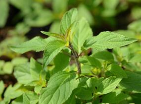 Šalvěj ananasová 'Ananassalbei' - Salvia rutilans 'Ananassalbei'