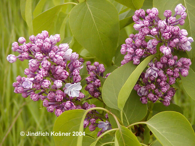 Šeřík obecný 'Victor Lemoine' - Syringa vulgaris 'Victor Lemoine'