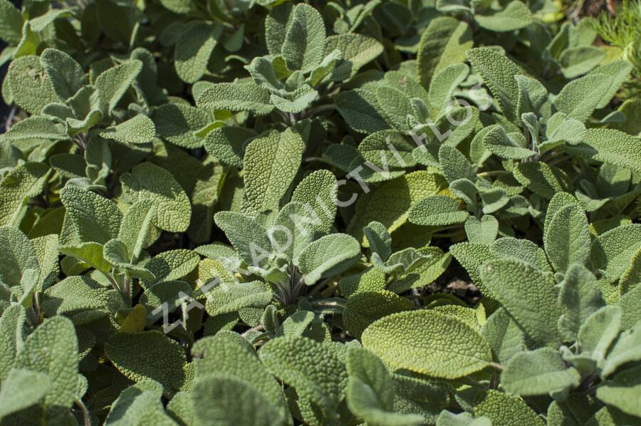 Šalvěj lékařská 'Grower's Friend' - Salvia officinalis 'Grower's Friend'