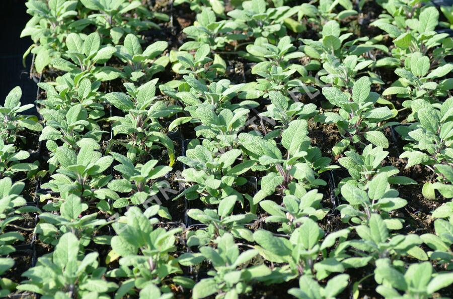 Šalvěj lékařská 'Grower's Friend' - Salvia officinalis 'Grower's Friend'
