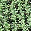 Šalvěj lékařská 'Grower's Friend' - Salvia officinalis 'Grower's Friend'