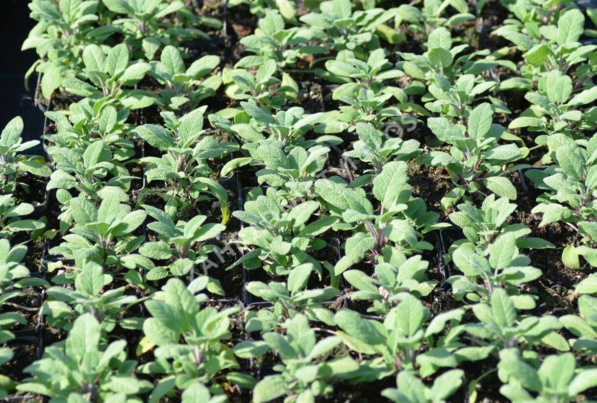 Šalvěj lékařská 'Grower's Friend' - Salvia officinalis 'Grower's Friend'