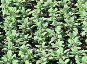 Šalvěj lékařská 'Grower's Friend' - Salvia officinalis 'Grower's Friend'