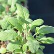 Šalvěj lékařská 'Grower's Friend' - Salvia officinalis 'Grower's Friend'