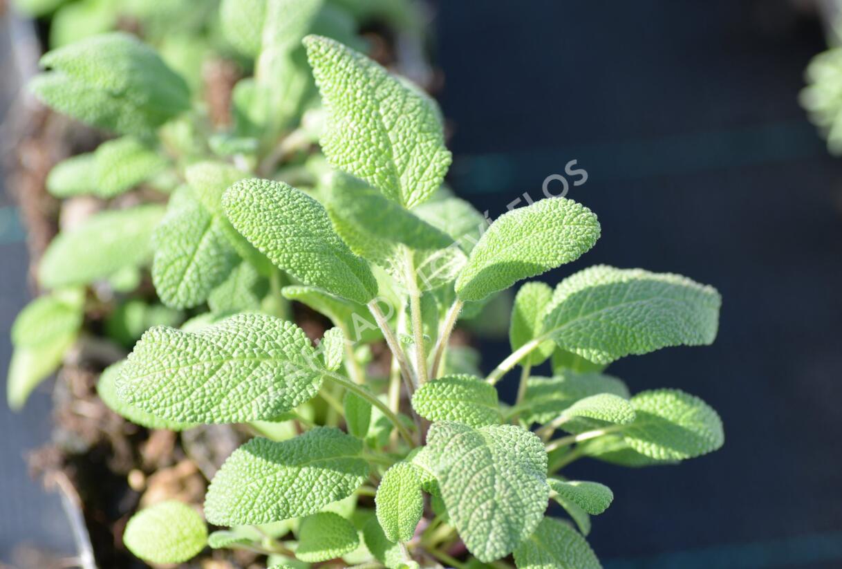 Šalvěj lékařská 'Grower's Friend' - Salvia officinalis 'Grower's Friend'