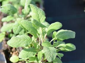 Šalvěj lékařská 'Grower's Friend' - Salvia officinalis 'Grower's Friend'
