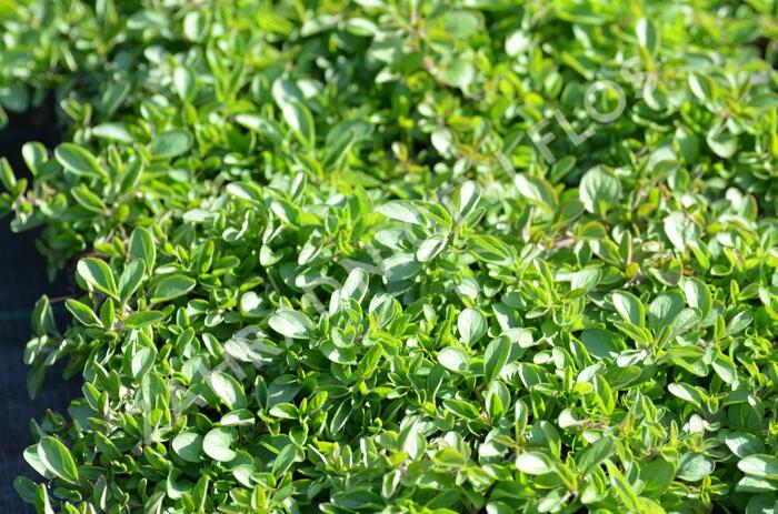 Oregano (Dobromysl) obecné 'Wilder Majoran Compact' - Origanum vulgare 'Wilder Majoran Compact'