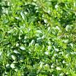 Oregano (Dobromysl) obecné 'Wilder Majoran Compact' - Origanum vulgare 'Wilder Majoran Compact'