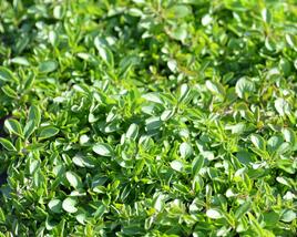 Oregano obecné, dobromysl 'Wilder Majoran Compact'
